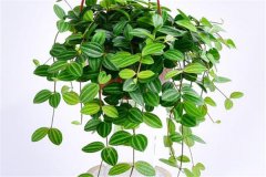 適合吊盆栽植的花卉有哪些，吊盆植物有哪些？