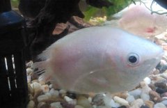 接吻魚為什么接吻？