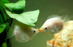 接吻魚(yú)好不好養(yǎng)殖，接吻魚(yú)怎么養(yǎng)才好？