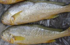 黃花魚能人工養(yǎng)殖嗎？