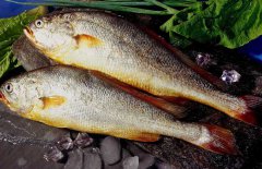 黃花魚是海魚嗎？選購(gòu)黃花魚要注意哪些？