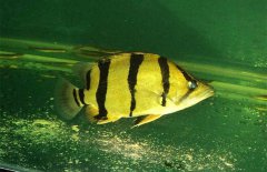虎魚和什么魚混養(yǎng)，虎魚混養(yǎng)注意事項(xiàng)