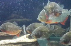 紅腹水虎魚吃什么，紅腹水虎魚怎么養(yǎng)？
