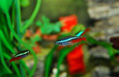 紅綠燈魚吃什么食物？紅綠燈魚怎么養(yǎng)殖好