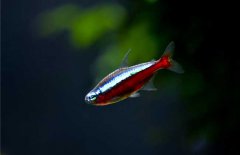寶蓮燈魚怎么養(yǎng)？寶蓮燈魚形態(tài)特征