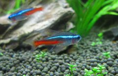 紅綠燈魚(yú)怎么養(yǎng)，紅綠燈魚(yú)的仔魚(yú)如何管理