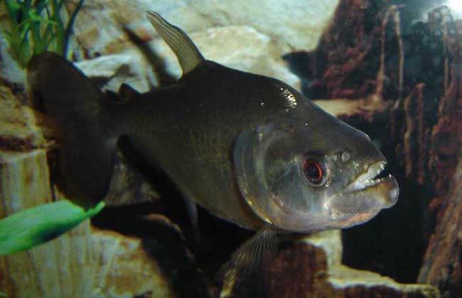 虎魚(yú)疾病防治