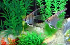 神仙魚怎么分公母，神仙魚性別如何鑒別