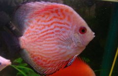 神仙魚和什么魚混養(yǎng)好？