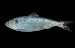 沙丁魚吃什么食物？沙丁魚產(chǎn)自什么地方？