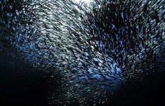 沙丁魚是深海魚嗎，常見深海魚有哪些？