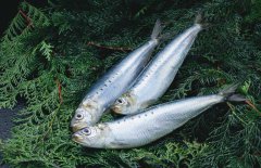 沙丁魚(yú)是什么魚(yú)，沙丁魚(yú)產(chǎn)地哪里？