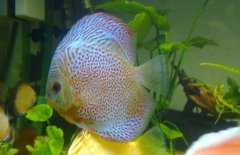 七彩神仙魚混養(yǎng)什么魚好 七彩神仙魚怎么養(yǎng)？
