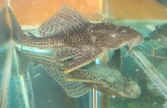 清道夫魚怎么繁殖？