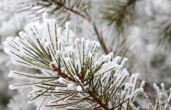 雪松和云杉的區(qū)別你知道嗎？