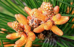松花粉能減肥嗎？