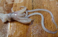 魷魚和什么相克？
