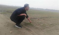 種植香菜的方法：香菜如何整地、播種與間苗定