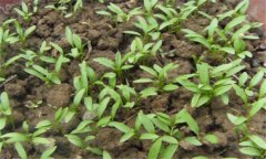 香菜一般在幾月播種，香菜重茬幾年才可以種植