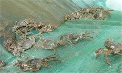 河蟹能活多久、吃什么，螃蟹脫離水可以活幾天