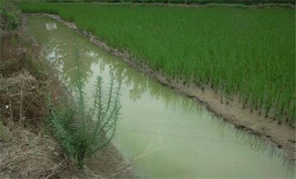 小龍蝦可以和稻田魚混養(yǎng)嗎？