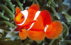 小丑魚是淡水魚嗎？