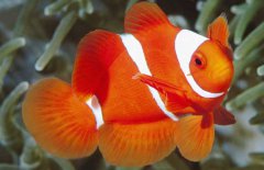 小丑魚是什么魚？
