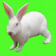 獺兔飼養(yǎng)管理技術(shù)的難點(diǎn)和重點(diǎn)，共六點(diǎn)