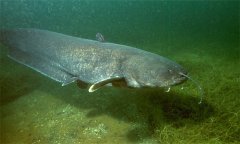 鯰魚(yú)養(yǎng)殖條件和要求 鯰魚(yú)屬于無(wú)鱗魚(yú)嗎？