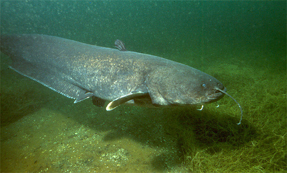 鯰魚(yú)屬于無(wú)鱗魚(yú)嗎？