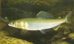 香魚是什么魚，香魚的主要產(chǎn)地在哪里？