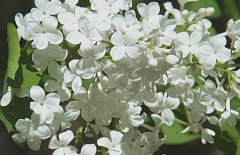 五月丁香北京香，北方丁香花期在五月