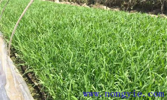 大棚黃瓜、水稻、菠菜高效種植模式簡(jiǎn)介