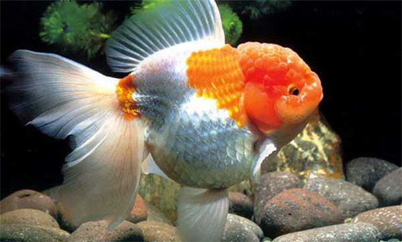 金魚(yú)幾天換一次水