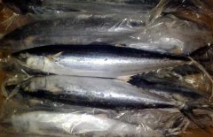 馬鮫魚產(chǎn)地在哪里、有哪些種類 能人工養(yǎng)殖嗎？