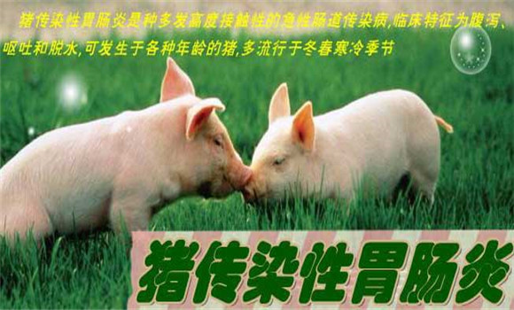 豬傳染性胃腸炎癥狀，豬傳染性胃腸炎怎么治療