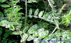 黃芪常見(jiàn)病蟲(chóng)害有哪些？黃芪病蟲(chóng)害的防治方法