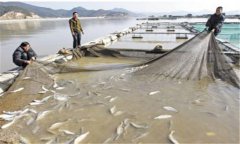 網箱大黃魚養(yǎng)殖技術之如何預防病蟲害