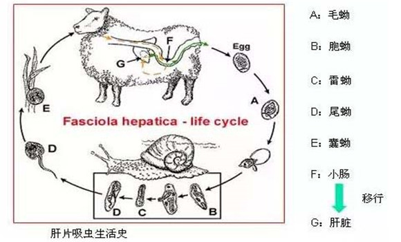 羊肝片吸蟲病傳染嗎？