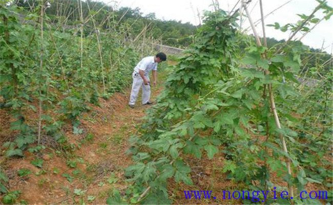 葛根田間管理技術要點