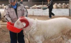 種公羊怎么選最好，種公羊的飼養(yǎng)管理要點(diǎn)