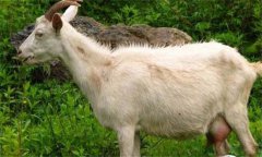 奶山羊乳房炎怎么預防、怎么治療