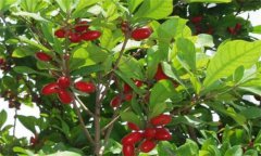 神秘果種植、繁殖與病蟲(chóng)害防治技術(shù)