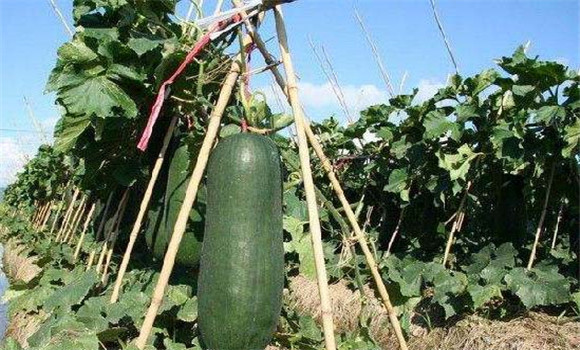 冬瓜種植技術