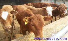 犢牛初乳期過后，如何做好補(bǔ)飼與斷乳？