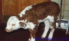 新生犢牛應(yīng)注意預(yù)防哪些常見的疾病？