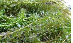 輪葉黑藻種植技術(shù)、種植時間和注意事項
