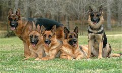 肉犬有哪些品種，肉犬養(yǎng)殖和管理有哪些要求