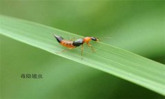 隱翅蟲怎么預(yù)防才好，被隱翅蟲咬了怎么辦？