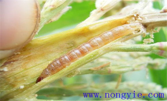玉米鉆心蟲(chóng)用什么藥最好